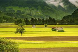 Agricoltura, la Regione avvia due tavoli di concertazione: sul verde e sul biologico