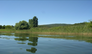 Montefiascone – L’Associazione Lago di Bolsena sostiene il progetto del Biodistretto relativo alla rinaturalizzazione delle rive