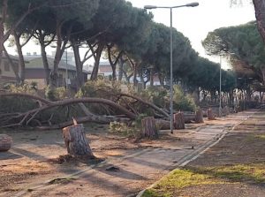Tarquinia, taglio dei pini di Viale Mediterraneo: la Regione dà ragione al Comune