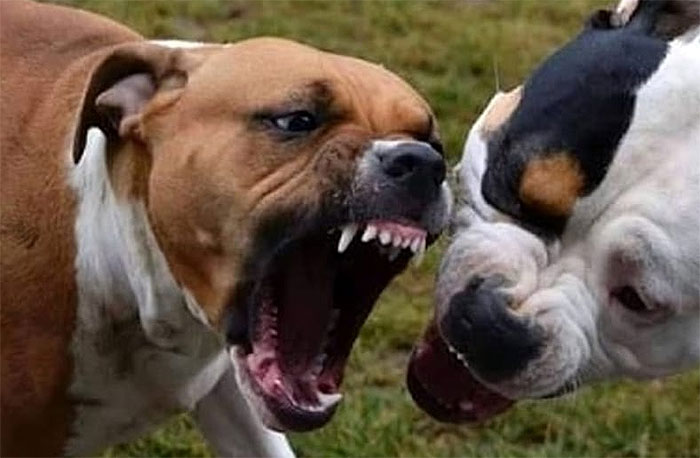 Bimbo di 15 mesi muore azzannato da due pitbull