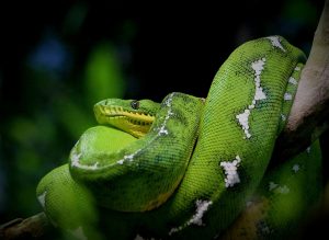 I serpenti posso prevedere terremoti “anche giorni prima”, l’interessante studio dell’Università di Bari