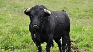 Bufala incorna un’anziana e toro si scaglia contro un uomo, duplice episodio nel weekend