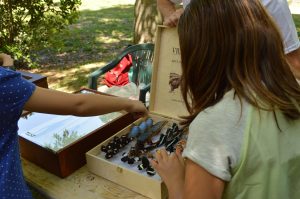 Viterbo – All’Orto botanico centinaia di farfalle e un nuovo roseto con Aromataria