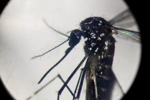 Dengue, stimati fino a 400 milioni di casi l’anno: ok Oms a secondo vaccino