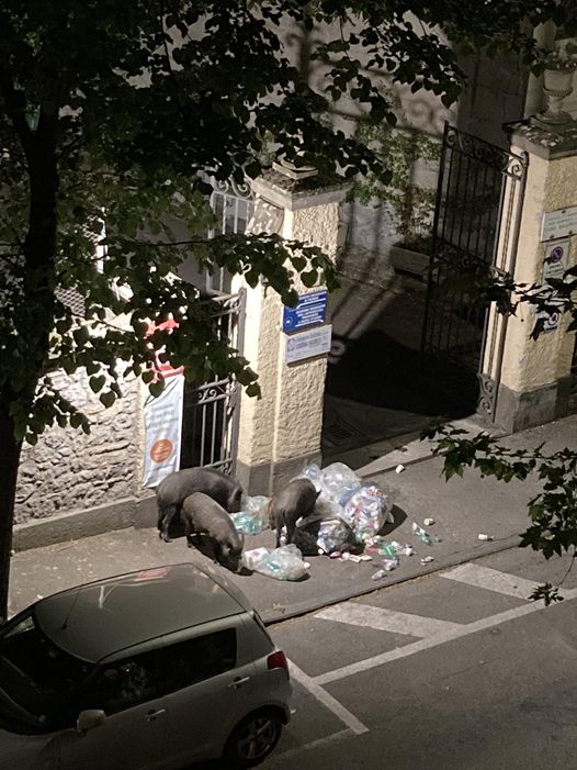 “Sui cinghiali la soluzione trovatela voi”: la richiesta dell’assessore Aronne ai cittadini