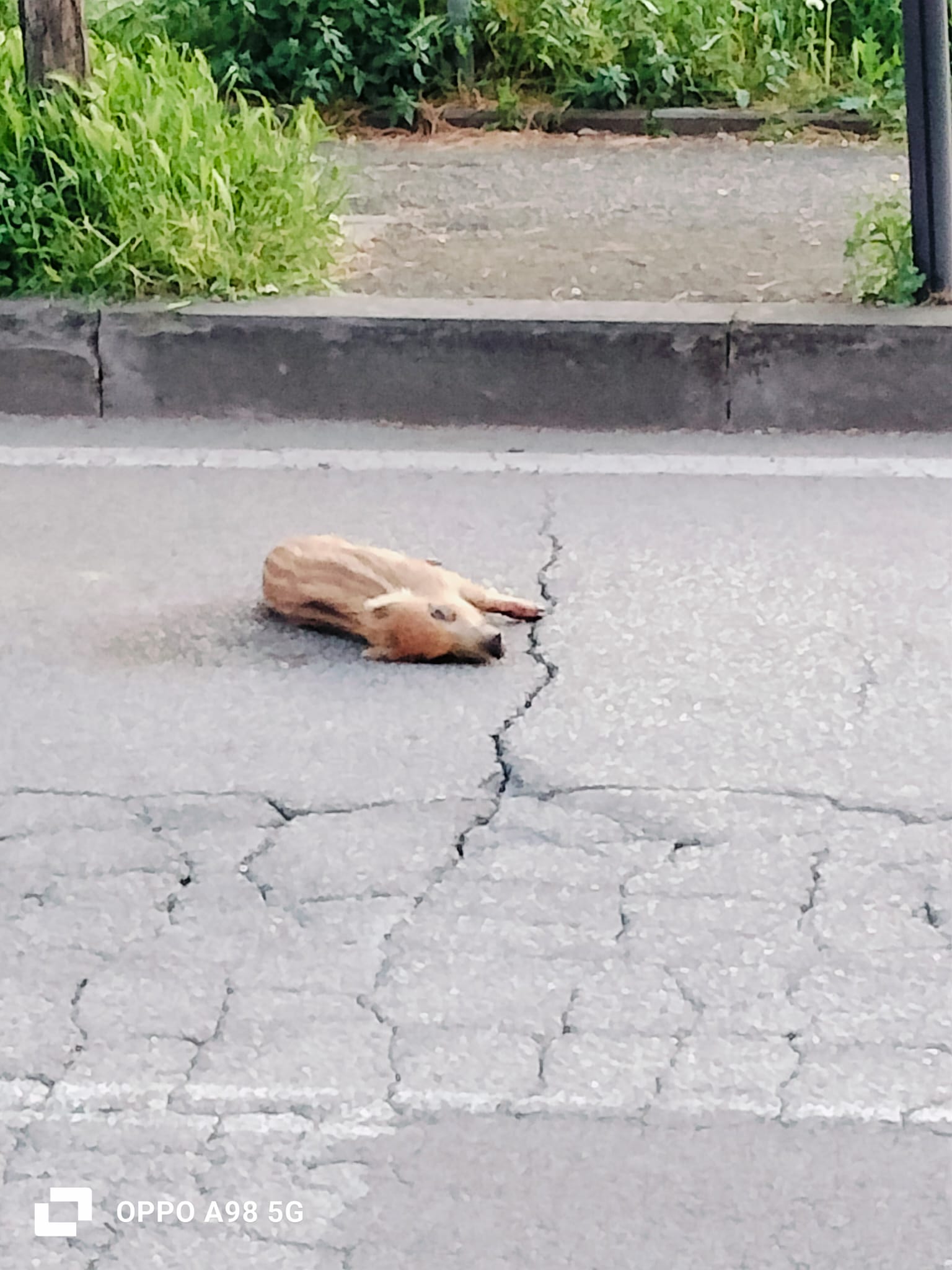 Viterbo – Emergenza cinghiali, travolto e ucciso cucciolo in centro