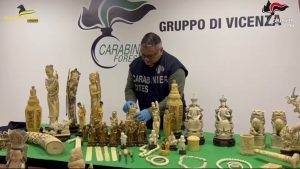 Maxisequestro di oggetti in avorio dei Carabinieri Forestali