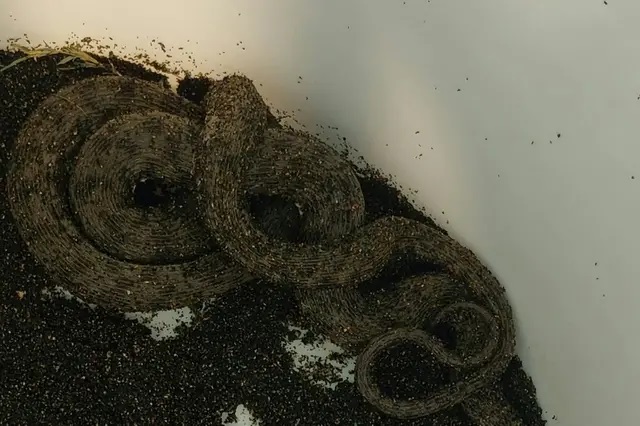 Paura a Cerveteri, c’è un serpente in giardino: intervengono le Guardie zoofile