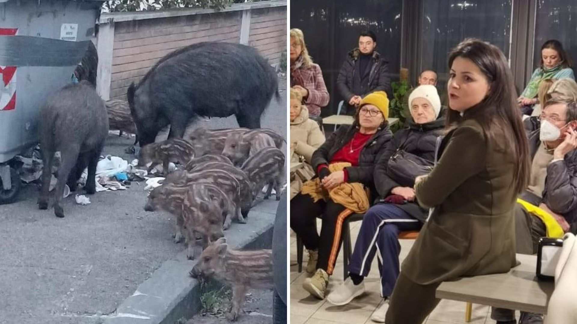 Viterbo, cinghiali e degrado: “Dove sono finiti i porta rifiuti, mangiaplastica e ispettori promessi dal Comune?”