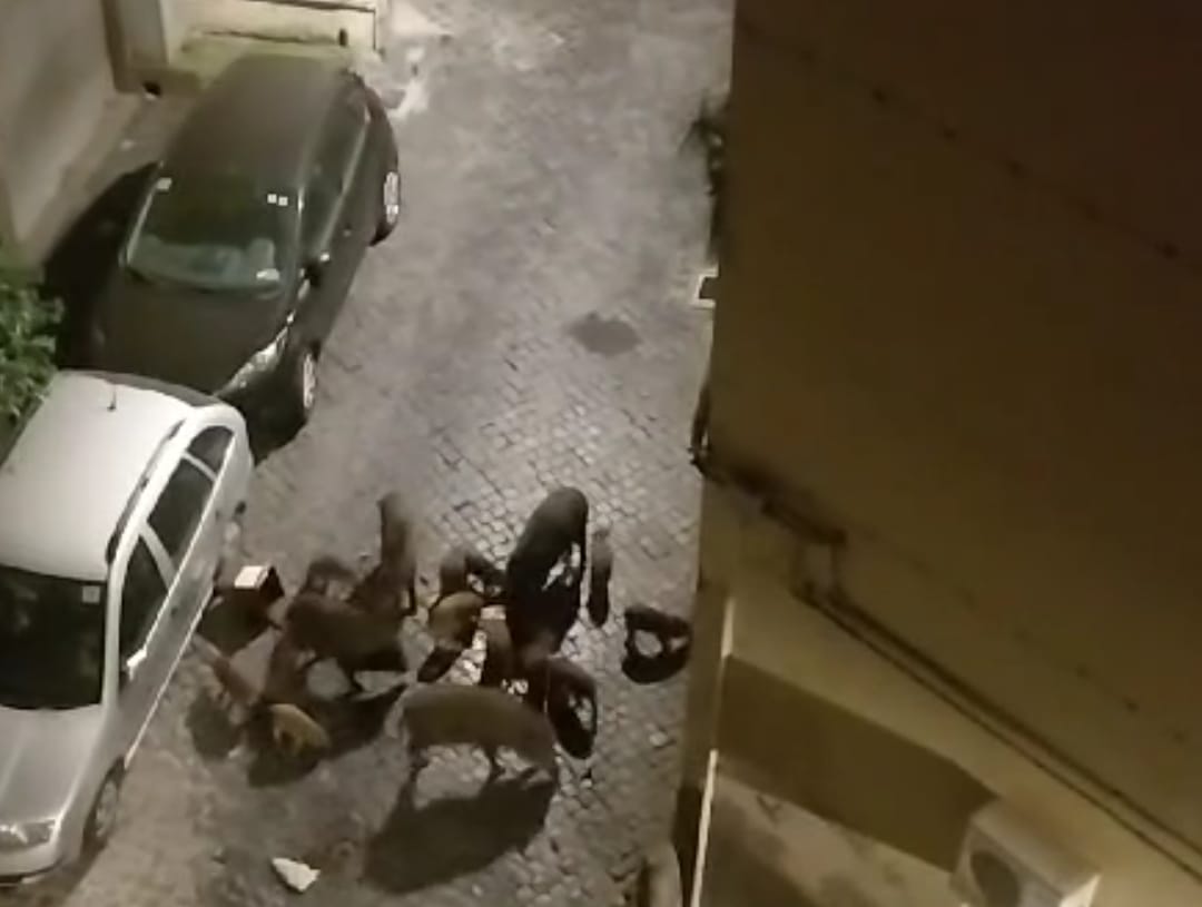 Viterbo, centro storico terra di cinghiali: video li immortala in via del Pavone