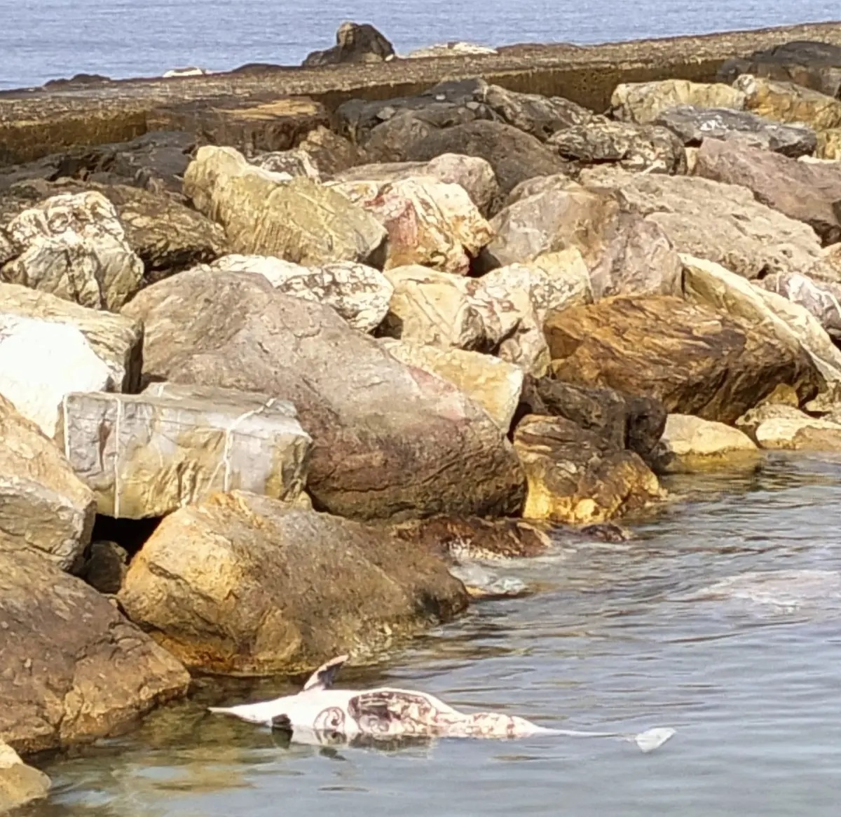 Civitavecchia, carcassa di delfino ritrovata alla Marina