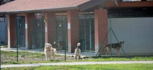 “Parco canile, urge una modifica dell’iter di approvazione”