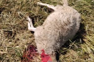 Cerveteri, allarme lupi: nuova strage di pecore all’azienda Flore