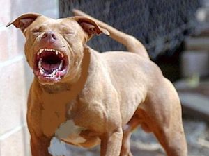 Terracina, fattorino aggredito da un cane mentre consegna: perde un dito