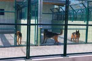 Tarquinia, il sindaco Giulivi sul nuovo canile: “Benessere animali al primo posto, bando in arrivo”