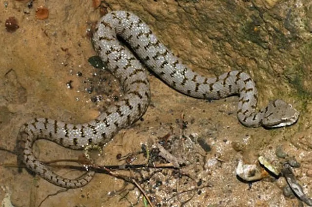 Ladispoli, 70enne morsicata da vipera: è allarme nelle campagne etrusche
