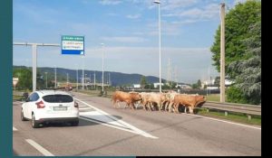 Vicenza – Tir si ribalta e bovini bloccano l’autostrada, sui social è “Fuga per la libertà”