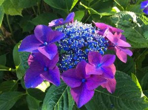A Bolsena, sulle rive del lago vulcanico più grande d’Europa, tre giorni con la Festa delle Ortensie