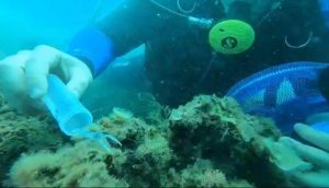 Rilasciati, tra Tarquinia e Montalto, 100 piccoli astici