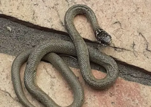 Cerveteri, continua l’allarme serpenti: un altro rettile in una casa di Valcanneto