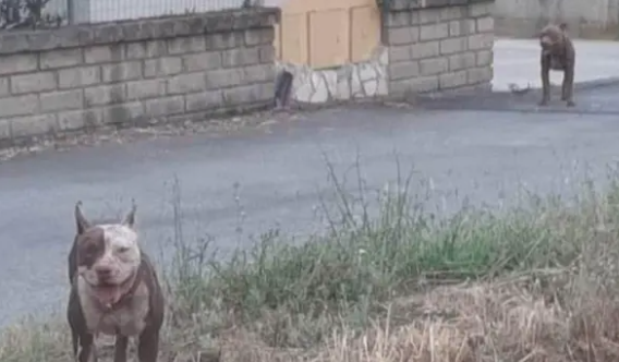 Cerveteri, donna attaccata da due pitbull al Sasso