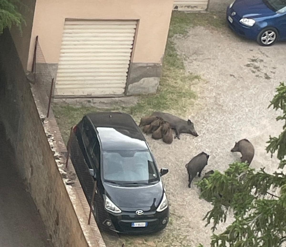 Viterbo, l’emergenza cinghiali cresce: in via Monte Sacro 18 esemplari “sempre più grandi”