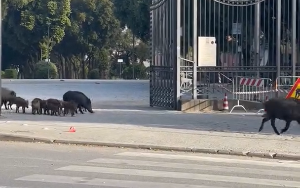 Viterbo – Emergenza cinghiali, i piccoli crescono: prima volta con mamma a Pratogiardino (VIDEO)