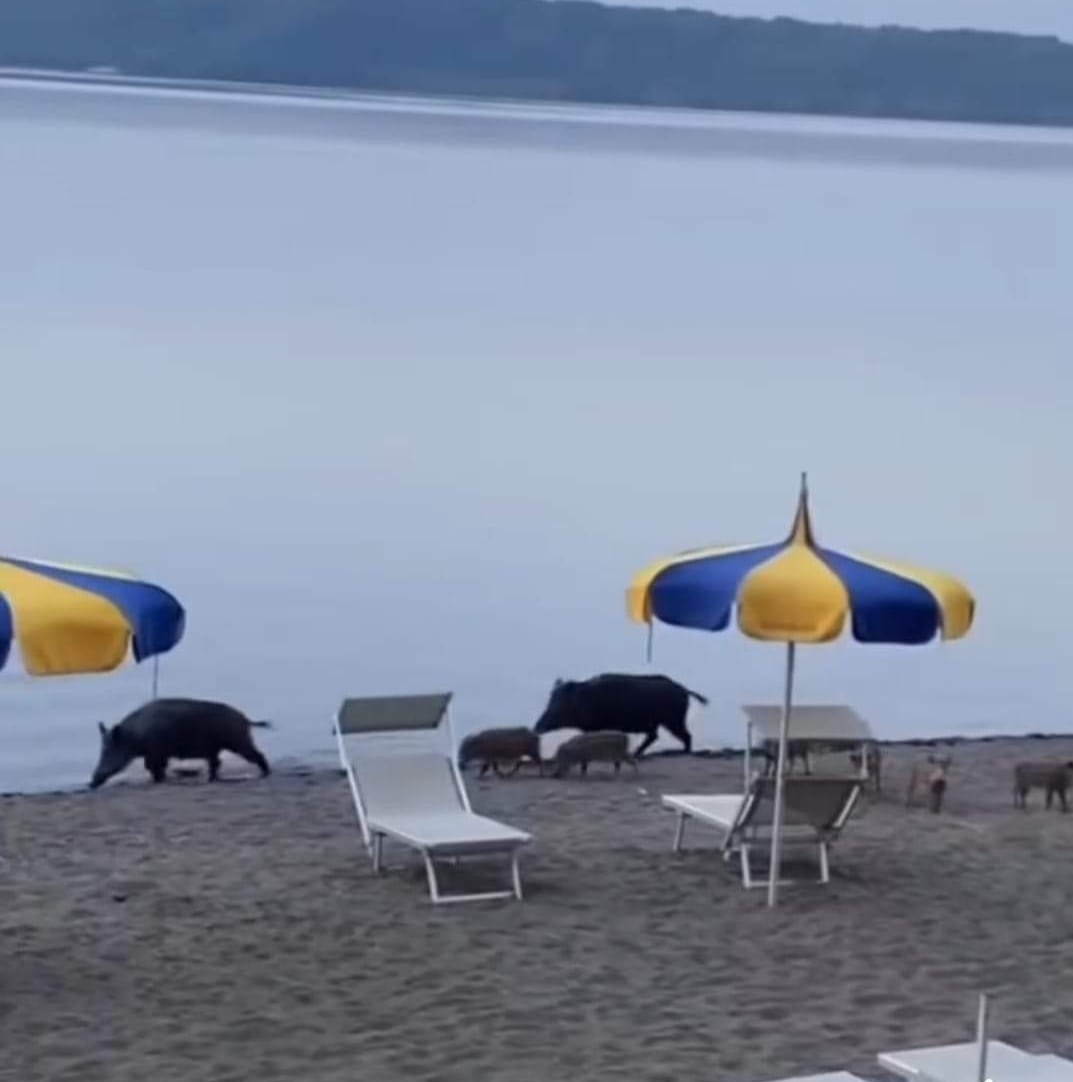 Viterbo – Cinghiali in trasferta: vacanze al lido sul lago di Vico per l’intera famiglia