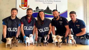 Nove chihuahua chiusi nell’auto parcheggiata all’Eur: denunciata la proprietaria