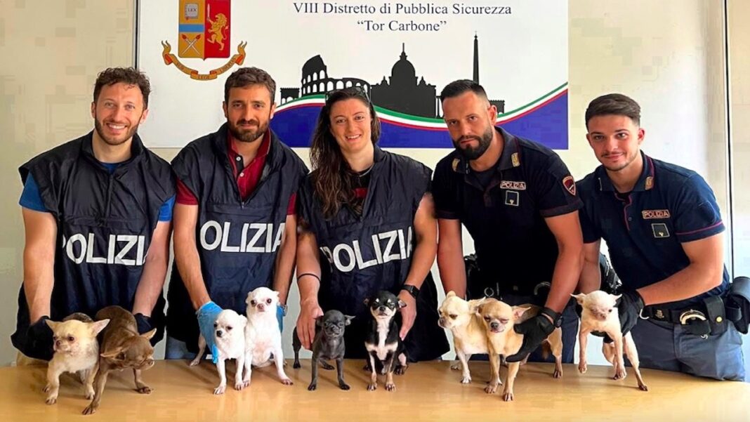 Nove chihuahua chiusi nell’auto parcheggiata all’Eur: denunciata la proprietaria