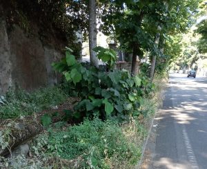 Viterbo, marciapiede inghiottito dall’erba su Viale Fiume: “Così gli incidenti sono assicurati”