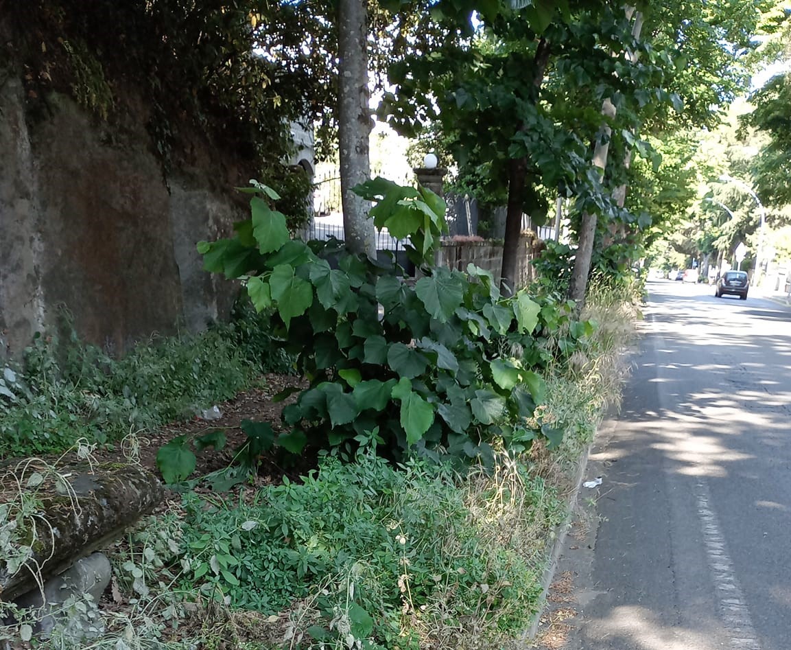 Viterbo, marciapiede inghiottito dall’erba su Viale Fiume: “Così gli incidenti sono assicurati”