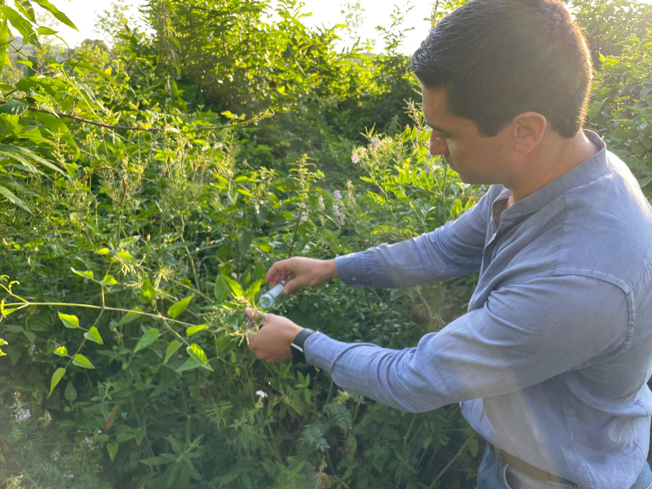Tuscia, contro la cimice asiatica arriva la vespa samurai