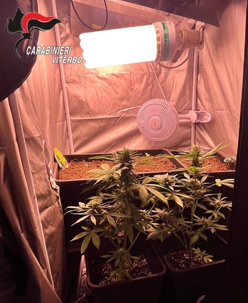 Soriano nel Cimino – Serra di marijuana nell’armadio, denunciati due giovani