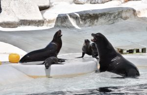 Fiocco rosa al Bioparco di Roma: è nata Nami, otaria della California, secondogenita di Samantha e Boomer