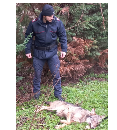 Viterbo, volpe investita da un’auto salvata dai Carabinieri