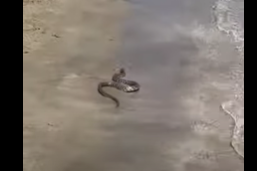 Santa a Marinella, c’è un serpente sulla spiaggia della passeggiata: panico tra i bagnanti