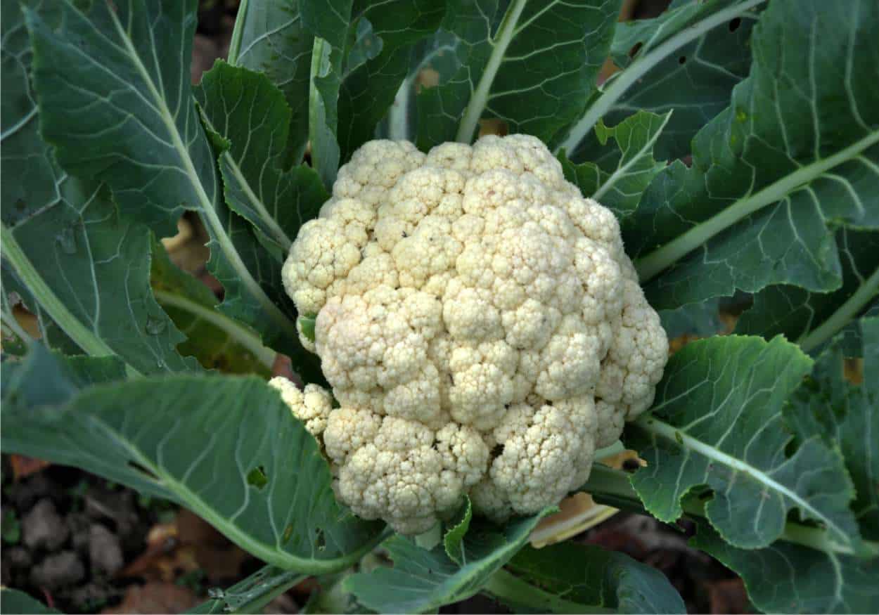 Ue – Il Cavolfiore della Piana del Sele diventa Igp