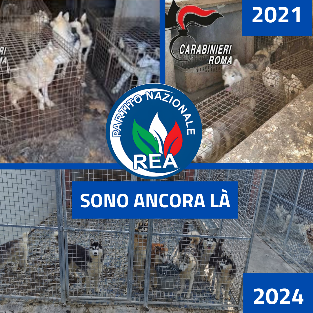 Ponzano Romano – Allevamento lager, la denuncia del Rea: “Husky continuano a riprodursi”