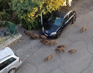 Viterbo – Emergenza cinghiali, invaso anche il Pilastro: “Ma la sindaca dove vive che non ha questi problemi?”