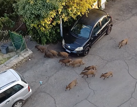 Viterbo – Emergenza cinghiali, invaso anche il Pilastro: “Ma la sindaca dove vive che non ha questi problemi?”