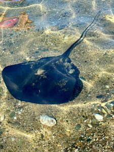 Sorpresa a Santa Marinella, una razza nuota alla Toscana: bagnanti fatti allontanare