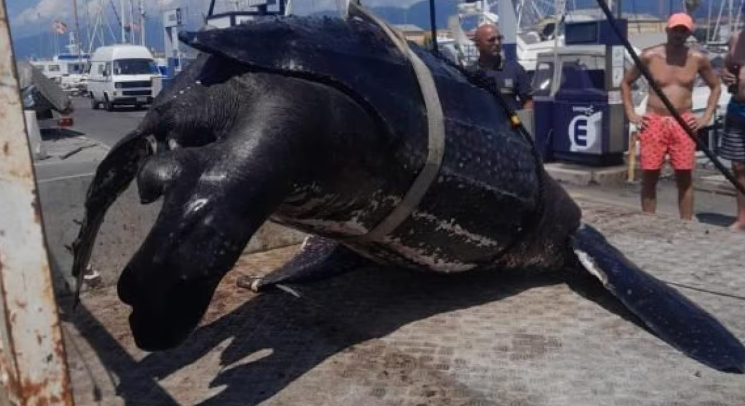 Viareggio – Uccisa dall’uomo una delle tartarughe più grandi di sempre, pesava 300kg