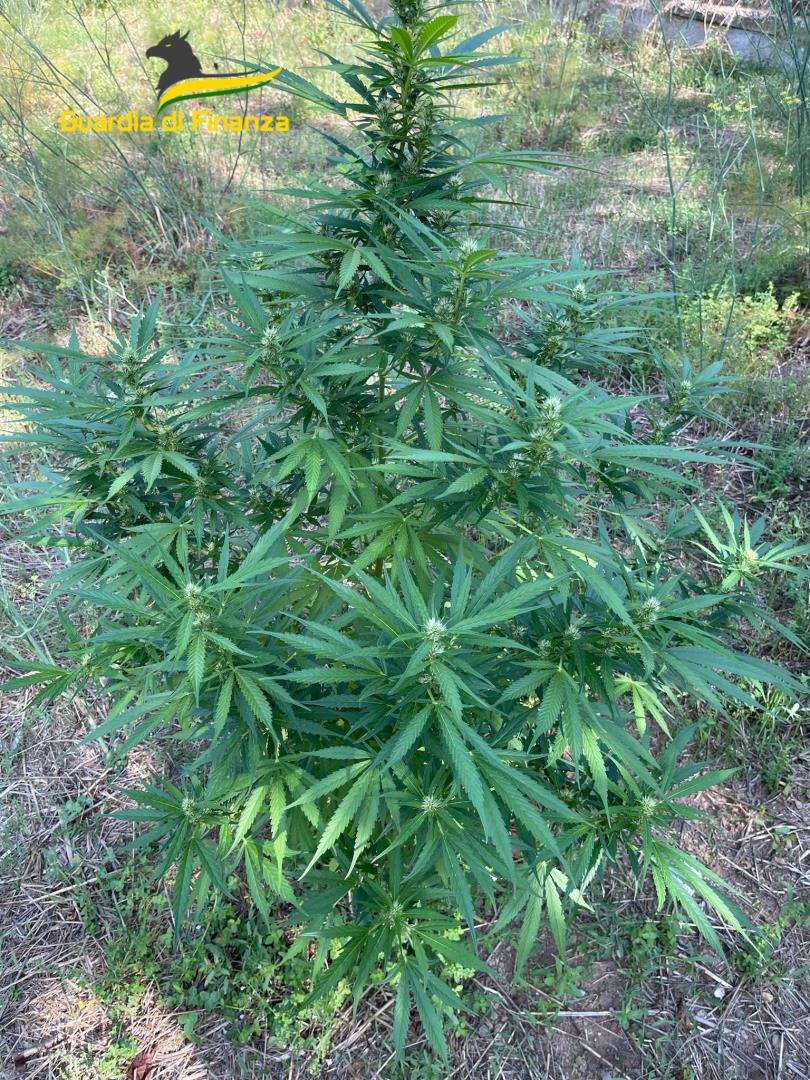 Da Vetralla a Villa San Giovanni in Tuscia per curare le sue piante di marjuana, denunciato uomo