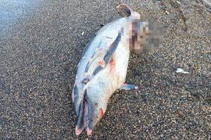 Ladispoli – Delfino morto sulla spiaggia (FOTO)