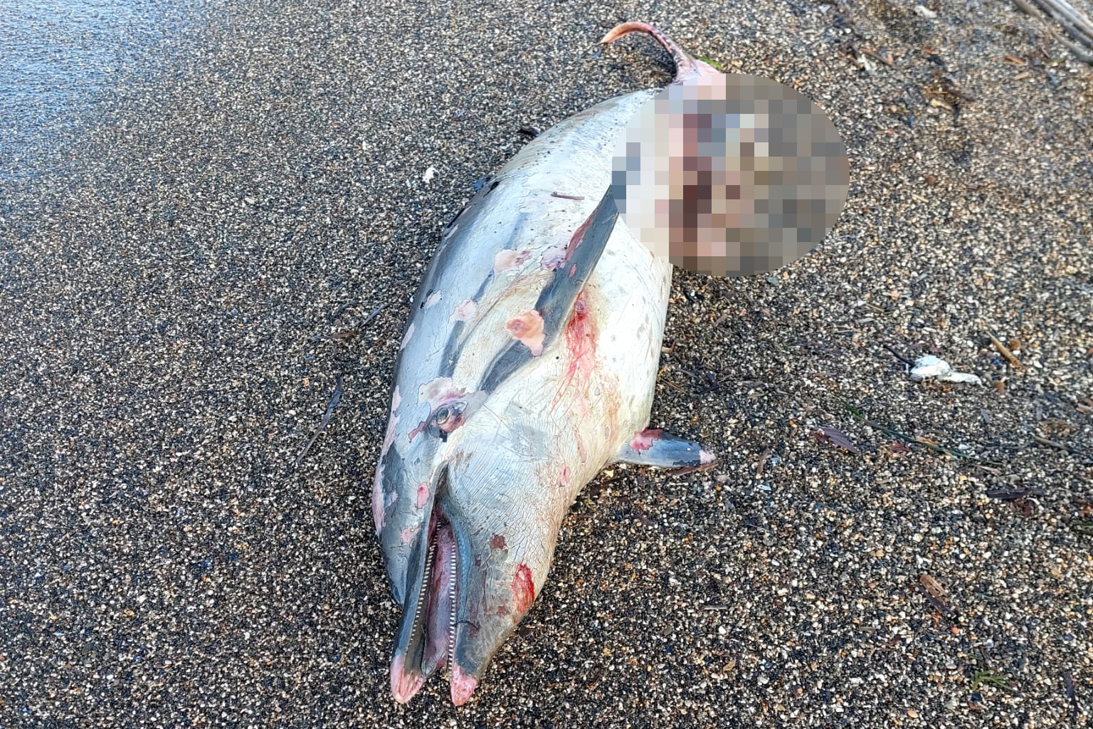 Ladispoli – Delfino morto sulla spiaggia (FOTO)