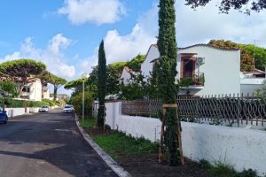 Cerveteri – Nuovi cipressi al posto dei pini in via degli Eucalipti, via Volterra e piazzale Pagliuca