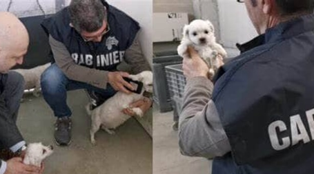 Cisterna, scoperto allevamento abusivo di chihuahua in abitazione privata: proprietario multato