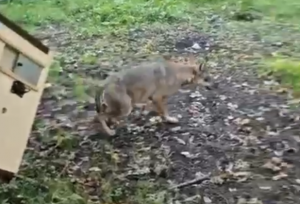 Roma – Lupa catturata in città e rimessa in libertà nel Parco Nazionale di Abruzzo, Lazio e Molise (VIDEO)