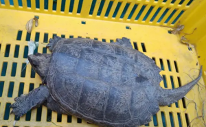 Paura a Cerveteri, trovata tartaruga azzannatrice sulla spiaggia